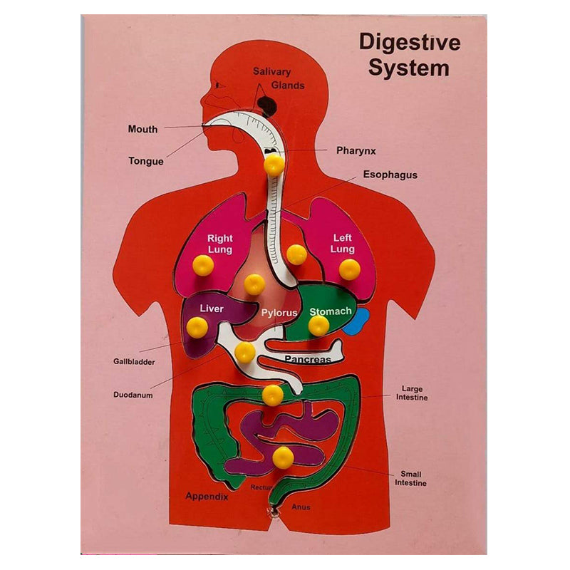 Digestive system puzzle for kids, Wooden digestive system