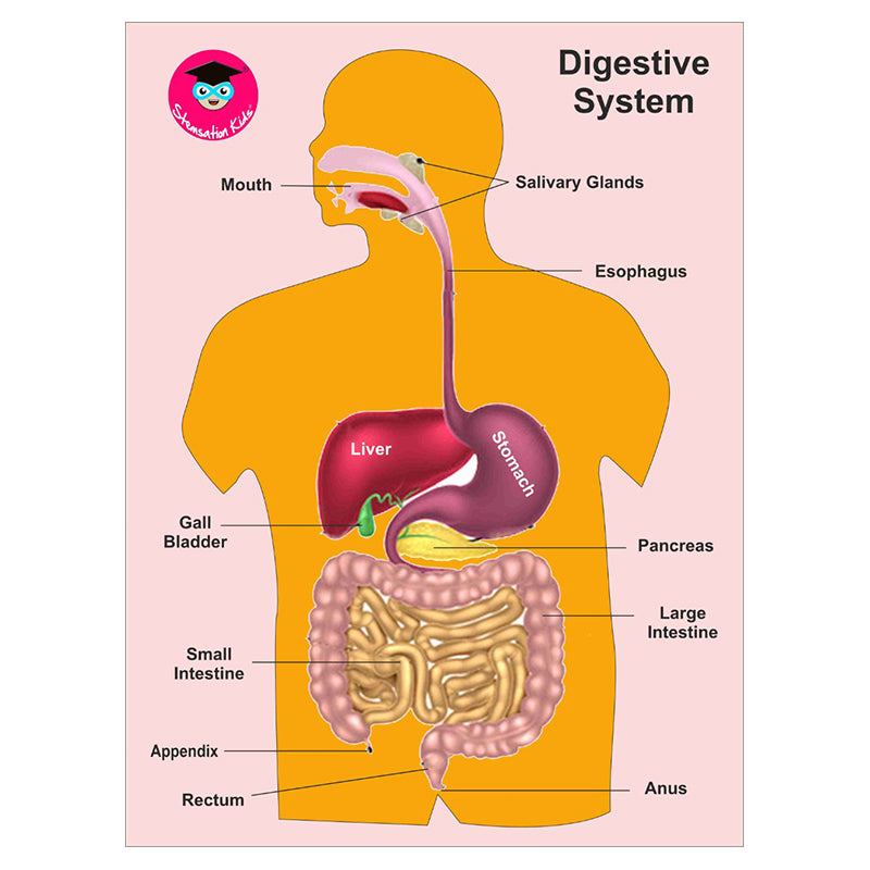 Digestive system puzzle for kids, Wooden digestive system